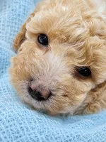 Huck, a male Miniature Aussiedoodle for sale in Byron, GA – 8 of 10