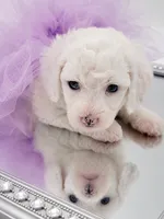 Sugar, a female Miniature Aussiedoodle for sale in Byron, GA – 3 of 10