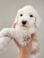 Sawyer, a male Miniature Aussiedoodle for sale in Byron, GA – 5 of 10