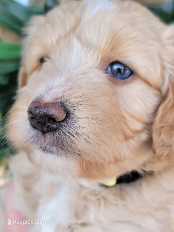 Mason – Miniature Aussiedoodle puppy for sale in Byron, GA
