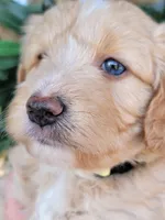 Mason, a male Miniature Aussiedoodle for sale in Byron, GA – 1 of 9