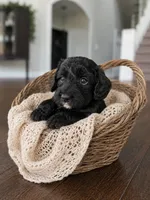 Mabel, a female Miniature Aussiedoodle for sale in Byron, GA – 6 of 10