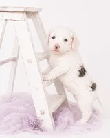 Sugar, a female Miniature Aussiedoodle for sale in Byron, GA – 7 of 10