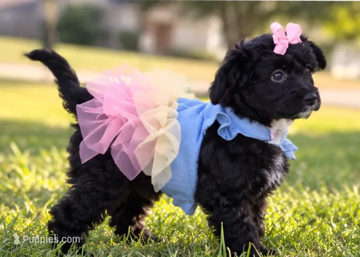 Mabel – Miniature Aussiedoodle puppy for sale in Byron, GA