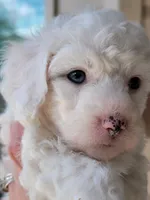 Sugar, a female Miniature Aussiedoodle for sale in Byron, GA – 2 of 10