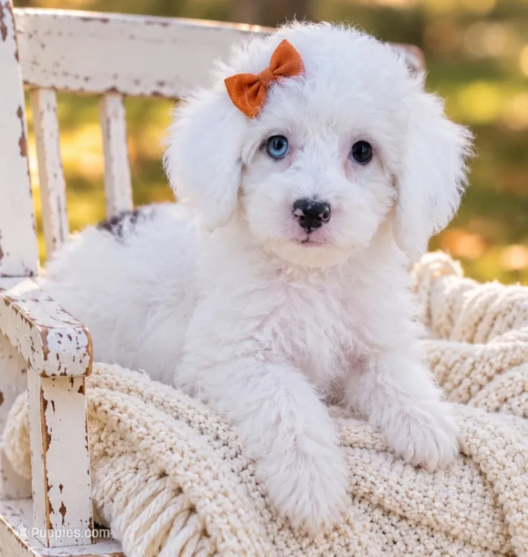 Sugar – Miniature Aussiedoodle puppy for sale in Byron, GA