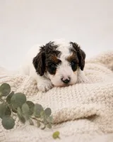 Scout, a male Miniature Aussiedoodle for sale in Byron, GA – 2 of 10