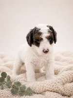 Scout, a male Miniature Aussiedoodle for sale in Byron, GA – 6 of 10