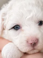 Sugar, a female Miniature Aussiedoodle for sale in Byron, GA – 9 of 10