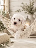 Sawyer, a male Miniature Aussiedoodle for sale in Byron, GA – 4 of 10