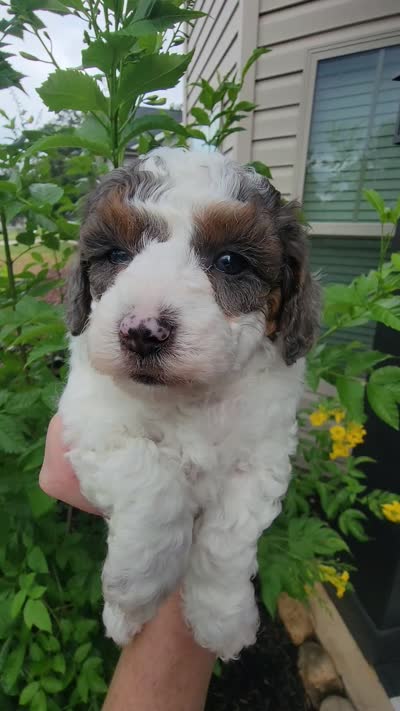Scout, a male Miniature Aussiedoodle for sale in Byron, GA – 10 of 10