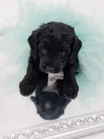 Mabel, a female Miniature Aussiedoodle for sale in Byron, GA – 4 of 10