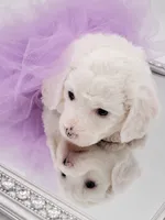 Sugar, a female Miniature Aussiedoodle for sale in Byron, GA – 8 of 10