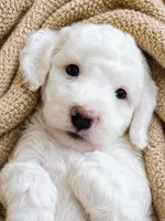 Sawyer, a male Miniature Aussiedoodle for sale in Byron, GA – 7 of 10