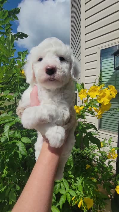 Sawyer, a male Miniature Aussiedoodle for sale in Byron, GA – 10 of 10