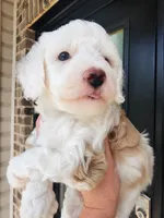 Sawyer, a male Miniature Aussiedoodle for sale in Byron, GA – 6 of 10
