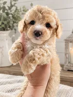 Huck, a male Miniature Aussiedoodle for sale in Byron, GA – 2 of 10