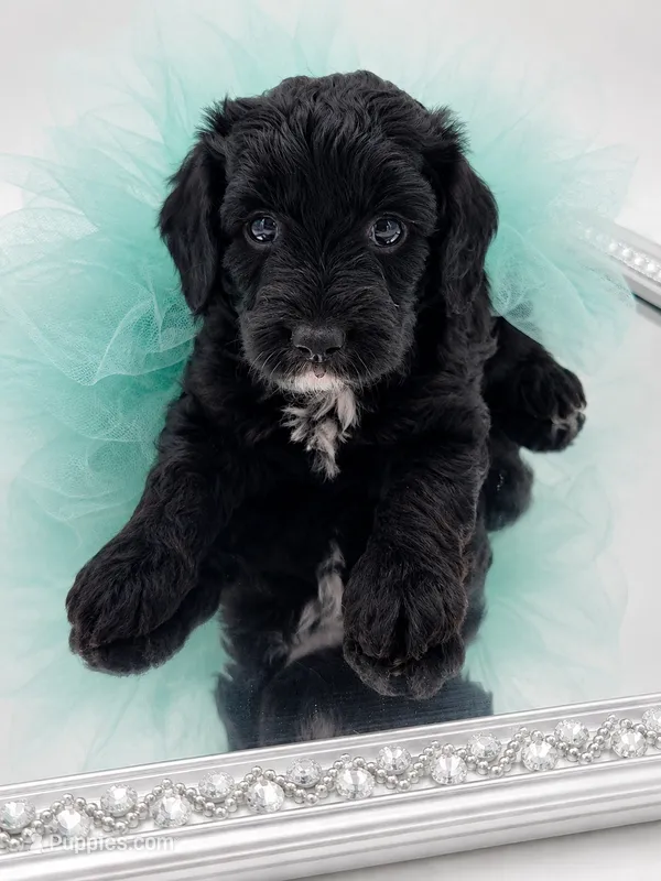 Mabel – Miniature Aussiedoodle puppy for sale in Byron, GA