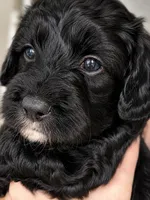 Mabel, a female Miniature Aussiedoodle for sale in Byron, GA – 5 of 10
