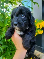 Mabel, a female Miniature Aussiedoodle for sale in Byron, GA – 7 of 10