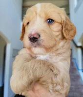 Mason, a male Miniature Aussiedoodle for sale in Byron, GA – 7 of 9