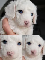 Sugar, a female Miniature Aussiedoodle for sale in Byron, GA – 4 of 10