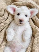 Sawyer, a male Miniature Aussiedoodle for sale in Byron, GA – 9 of 10