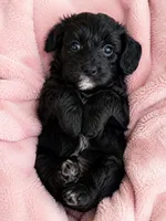 Mabel, a female Miniature Aussiedoodle for sale in Byron, GA – 2 of 10