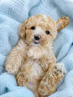 Huck, a male Miniature Aussiedoodle for sale in Byron, GA – 7 of 10