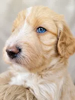 Mason, a male Miniature Aussiedoodle for sale in Byron, GA – 3 of 9