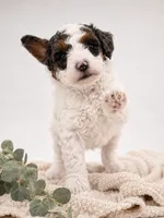 Scout, a male Miniature Aussiedoodle for sale in Byron, GA – 3 of 10
