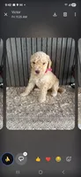 Standard poodle "moyen" size, a female Poodle - Standard  for sale in Chicago Ridge, IL – 2 of 2