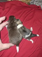 Pomeranian boy , a male Pomeranian for sale in Chicago Ridge, IL – Photo 2 of 4