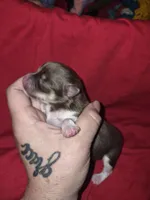 Pomeranian boy , a male Pomeranian for sale in Chicago Ridge, IL – Photo 4 of 4