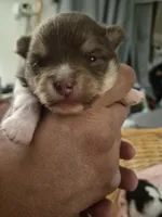 Roly poly, a male Pomeranian for sale in Chicago Ridge, IL – 1 of 4