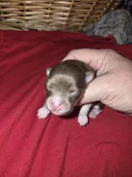 Pomeranian boy , a male Pomeranian for sale in Chicago Ridge, IL – Photo 1 of 4