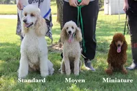 Moyen poodles, a female Poodle - Standard  for sale in Chicago Ridge, IL – 1 of 3