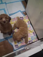 Red standard poodle, a female Poodle - Standard  for sale in Chicago Ridge, IL – 4 of 4