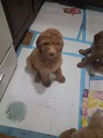 Red standard poodle, a male Poodle - Standard  for sale in Chicago Ridge, IL – 2 of 3