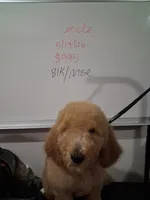 Chance,  Red standard poodle, a male Poodle - Standard  for sale in Chicago Ridge, IL – 3 of 3