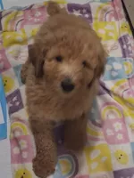 Red standard poodle, a male Poodle - Standard  for sale in Chicago Ridge, IL – 2 of 2