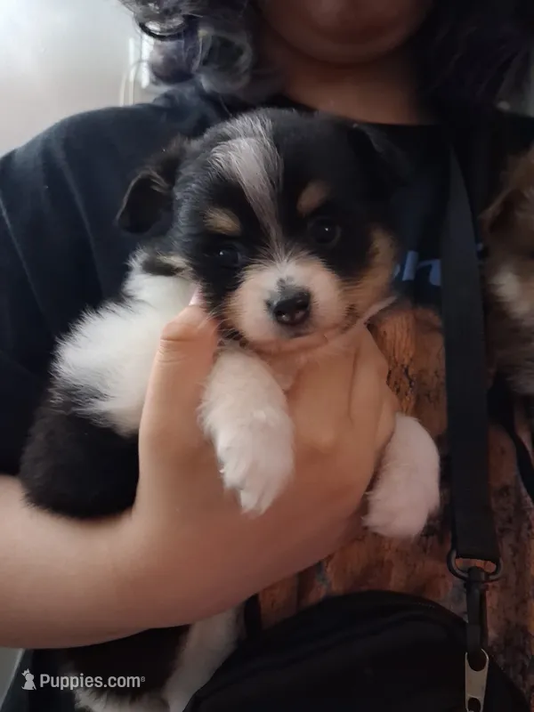 Miss Molly – Pomeranian puppy for sale in Chicago Ridge, IL