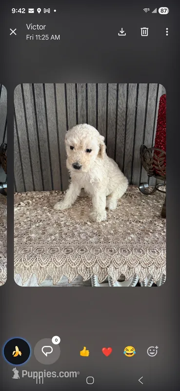Standard poodle "moyen" size – Poodle - Standard  puppy for sale in Chicago Ridge, IL