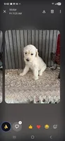 Standard poodle "moyen" size, a female Poodle - Standard  for sale in Chicago Ridge, IL – 1 of 2