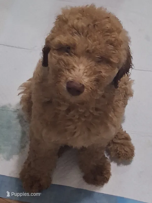 Red standard poodle – Poodle - Standard  puppy for sale in Chicago Ridge, IL