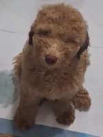 Red standard poodle, a male Poodle - Standard  for sale in Chicago Ridge, IL – 1 of 3