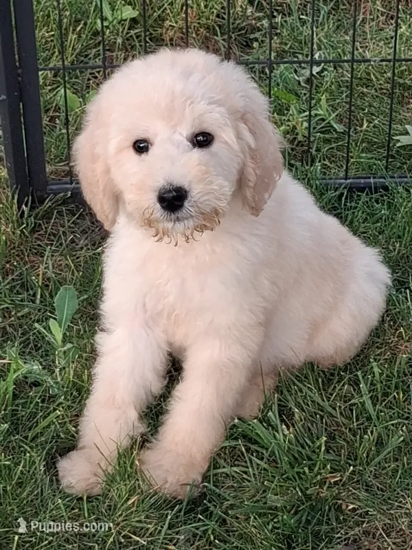 Moyen poodle famale last one – Poodle - Standard  puppy for sale in Chicago Ridge, IL