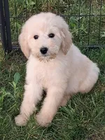 Moyen poodle famale last one, a female Poodle - Standard  for sale in Chicago Ridge, IL – 1 of 2