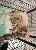 Moyen poodles, a female Poodle - Standard  for sale in Chicago Ridge, IL – 3 of 3