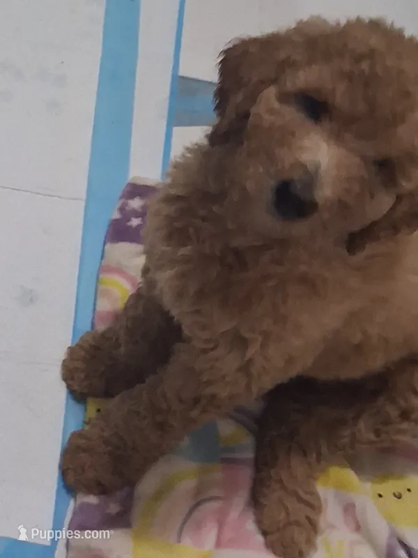 Red standard poodle – Poodle - Standard  puppy for sale in Chicago Ridge, IL